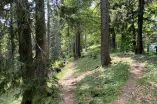 Ein schmaler Pfad führt durch einen Wald. Die scheinende Sonne wirft Schatten auf dem von Moss bedeckten Boden.