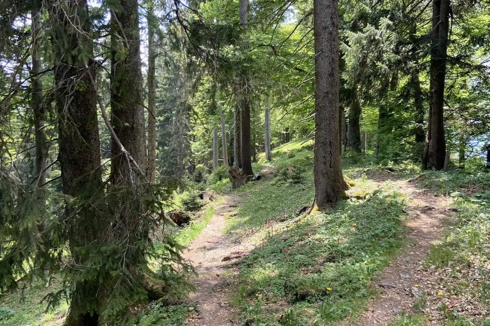 Ein schmaler Pfad führt durch einen Wald. Die scheinende Sonne wirft Schatten auf dem von Moss bedeckten Boden.
